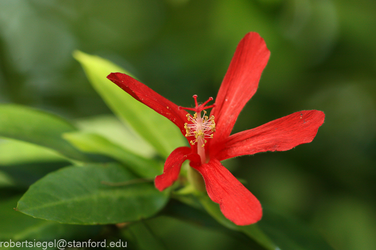 hibiscus